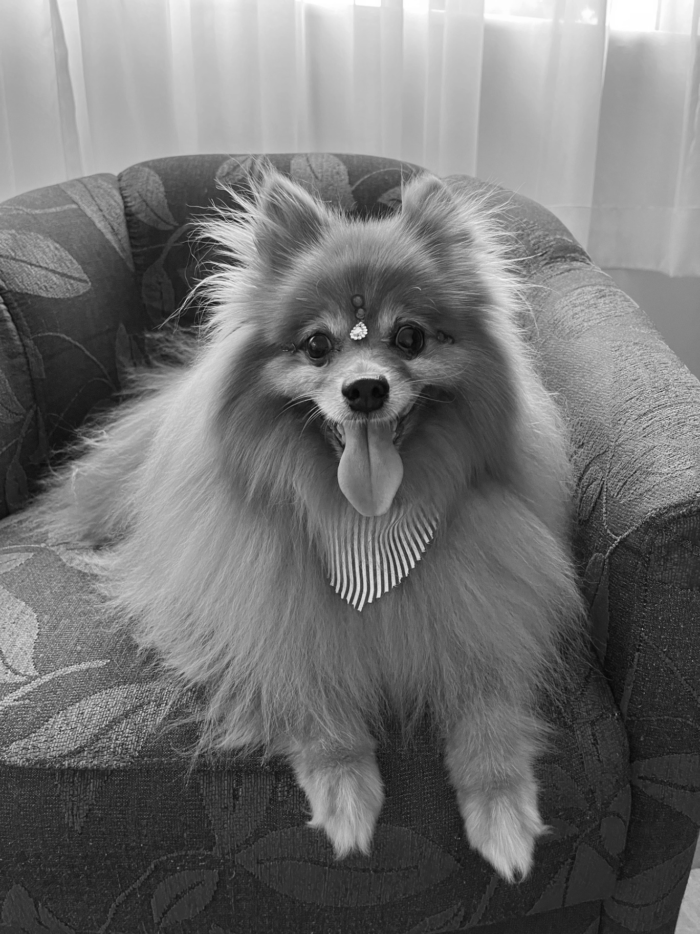 Cachorra Spitz alemã branca descansando sobre um cobertor de linho